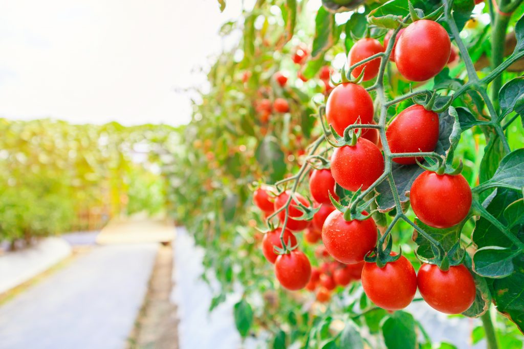 hodowla pomidorów w domu